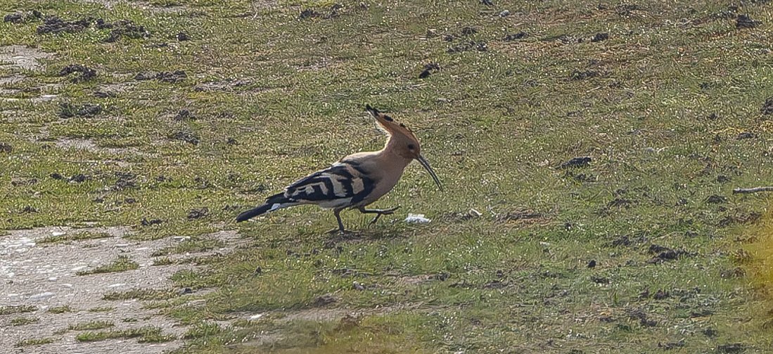 Record shots of the Hoopoe that dropped into the Southwold patch this morning. Nice find by Bill and pleased he did not wait until I had already left for Bulgaria this year... Patch tick 286