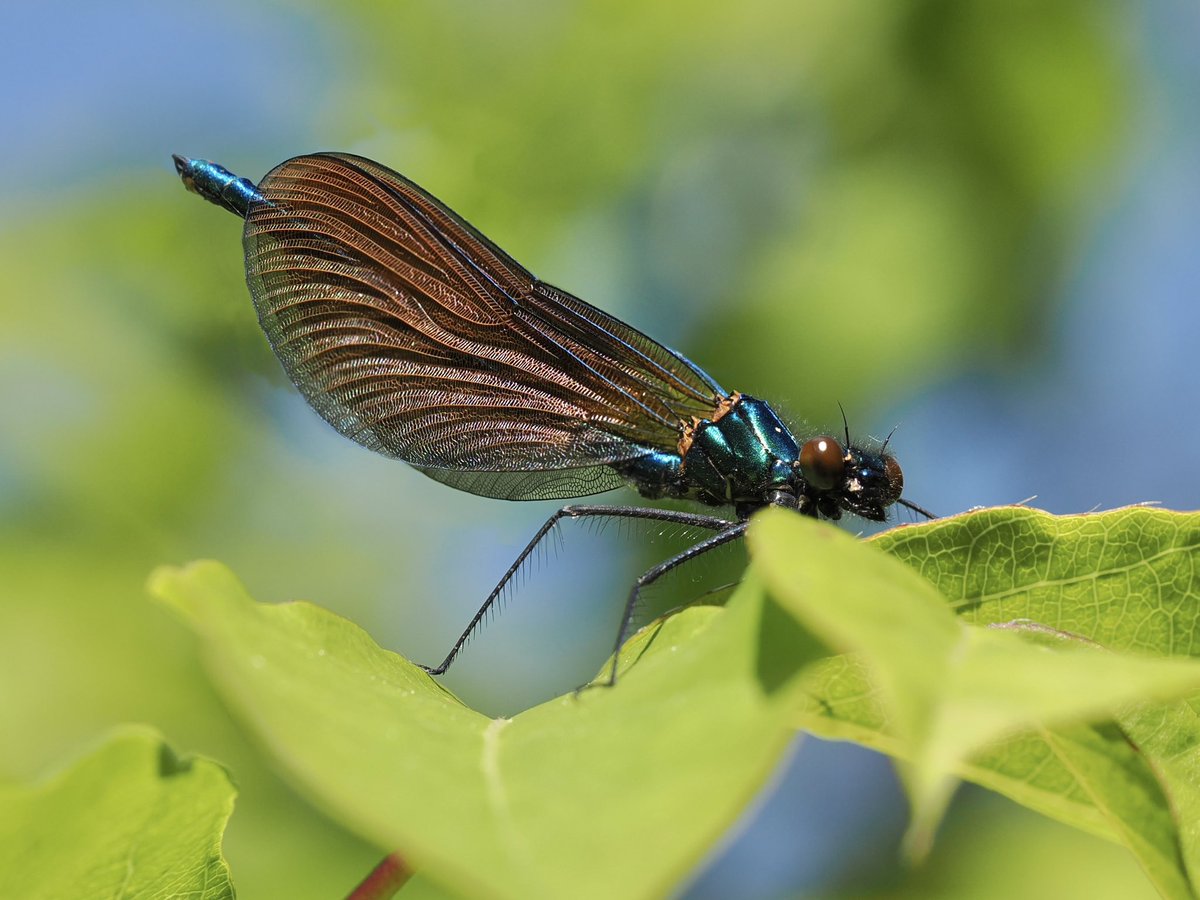 High up on a shrub, a teneral male Beautiful Demoiselle. #damselflies