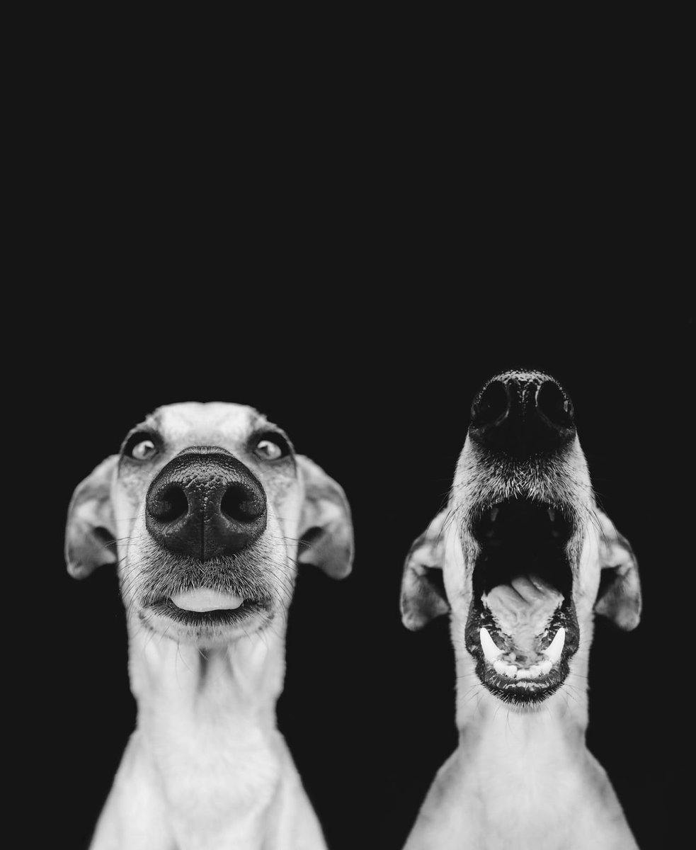 RaminNasibov's tweet photo. by Wieselblitz https://t.co/yklIjcmbbV