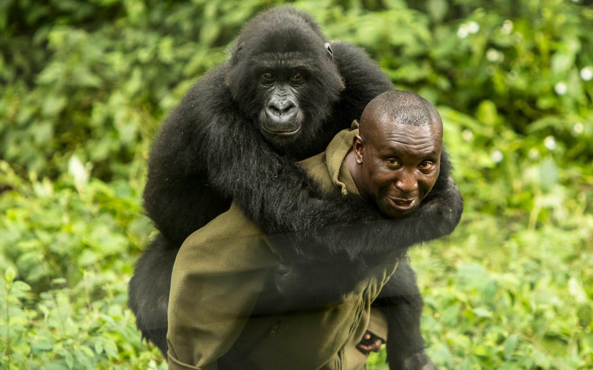 The rangers in this picture protect the gorillas from poachers and provide them with food and shelter

They risk their lives for the gorillas and in return, the gorillas love and appreciate them

This is in Virunga National Park in the Republic of Congo