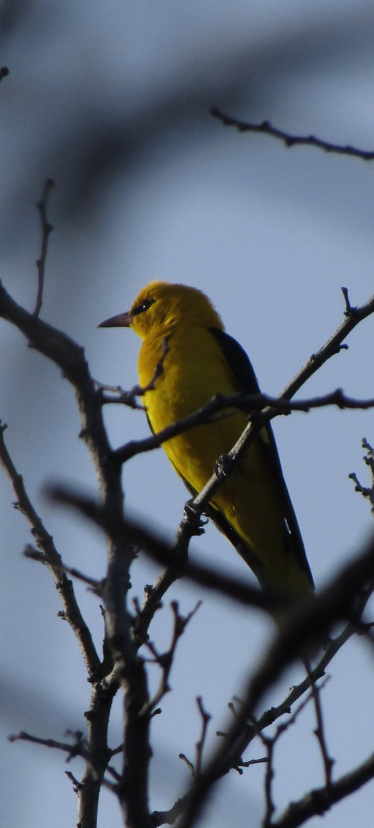 They are finally back: oriole. Very beautiful with yellow and black, and beautiful singers 🙂✌️
#photography #NaturePhotography #birdphotography #birdwatching #BirdsOfTwitter