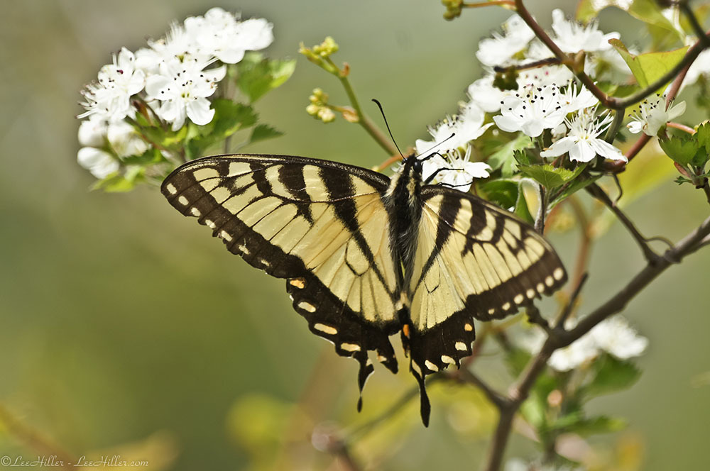 Eastern Tiger Swallowtail on Sweet Olive Blossoms
#butterfly #butterflies #HikeOurPlanet #FindYourPath #hike #trails #outdoors #publiclands #hiking #trailslife #nature #photography #naturephotography #naturelovers #NatureBeauty #OutdoorAdventures