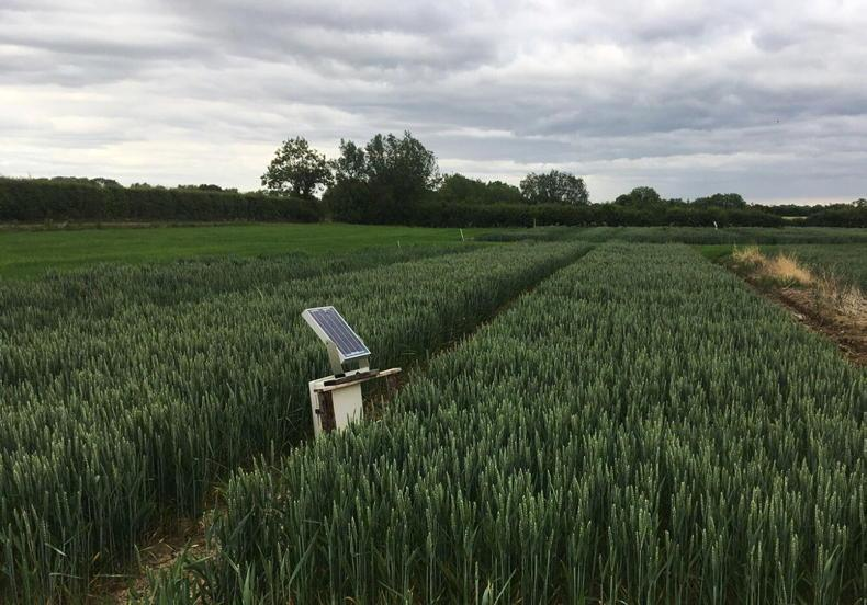 A great piece with @ucdagfood PhD student @Conork_28 on the DIVINE project; a @divine_hrzn_eu funded project focuses on how new technologies can help growers make better decisions. farmersjournal.ie/tillage/news/d…