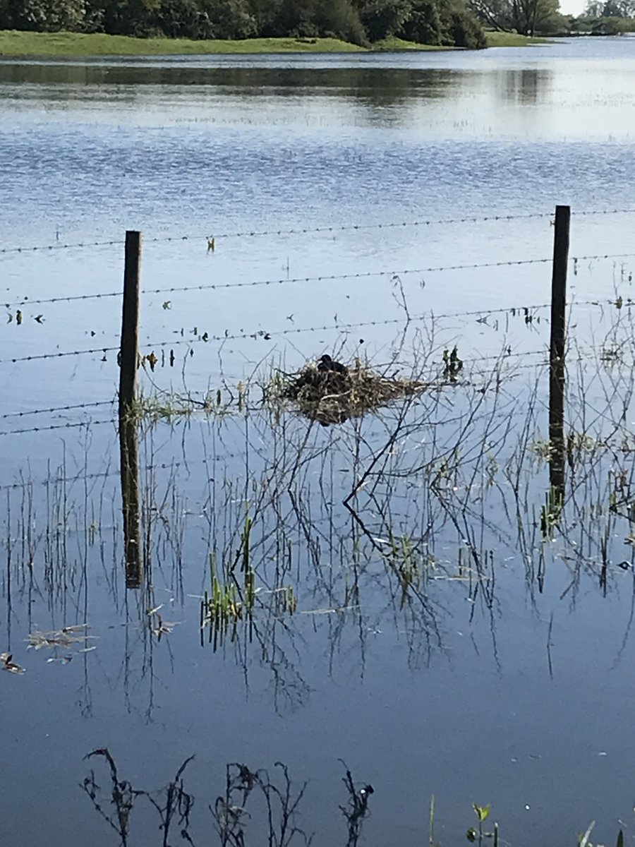 Tues was a great morning for an early @BBS_birds visit. The BBS Organiser was once again in need of some waders for s1. There was even a coot nesting right on the route! Plenty of Water Vole signs too, with #MinkPolice in force. waterliferecoverytrust.org.uk/wrt-news/new-f…