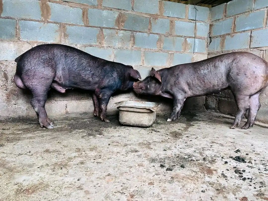 How it's going today 🙌 🤪

#pigs #piggery #agriculture #pigbusiness