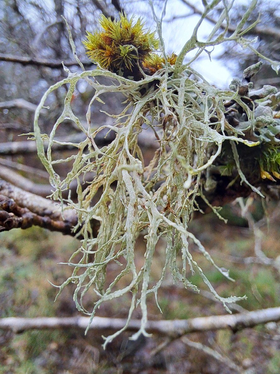 wwbic1's tweet photo. Ramalina farinacia or Cartilage lichen is a common species. It has oval-shaped soralia on the margins of the thallus (circled in red), which contain the granular soredia (a combination of fungal hyphae and algal/cyanobacteria) which propagate new lichens. #WWBIC  #lichenology https://t.co/sc4MP8pje3