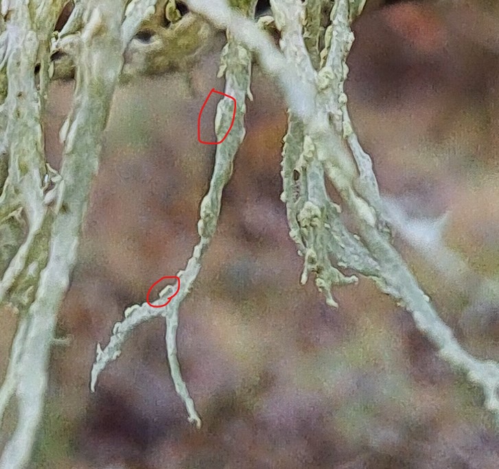 Ramalina farinacia or Cartilage lichen is a common species. It has oval-shaped soralia on the margins of the thallus (circled in red), which contain the granular soredia (a combination of fungal hyphae and algal/cyanobacteria) which propagate new lichens. #WWBIC  #lichenology