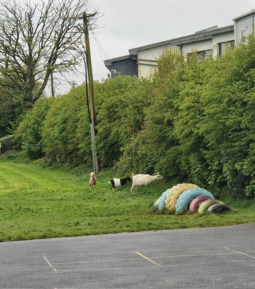 We have some sneaky visitors onto our pitch this morning!! <a href="/colaisteabbain/">Coláiste Abbáin Secondary School</a> 🐐