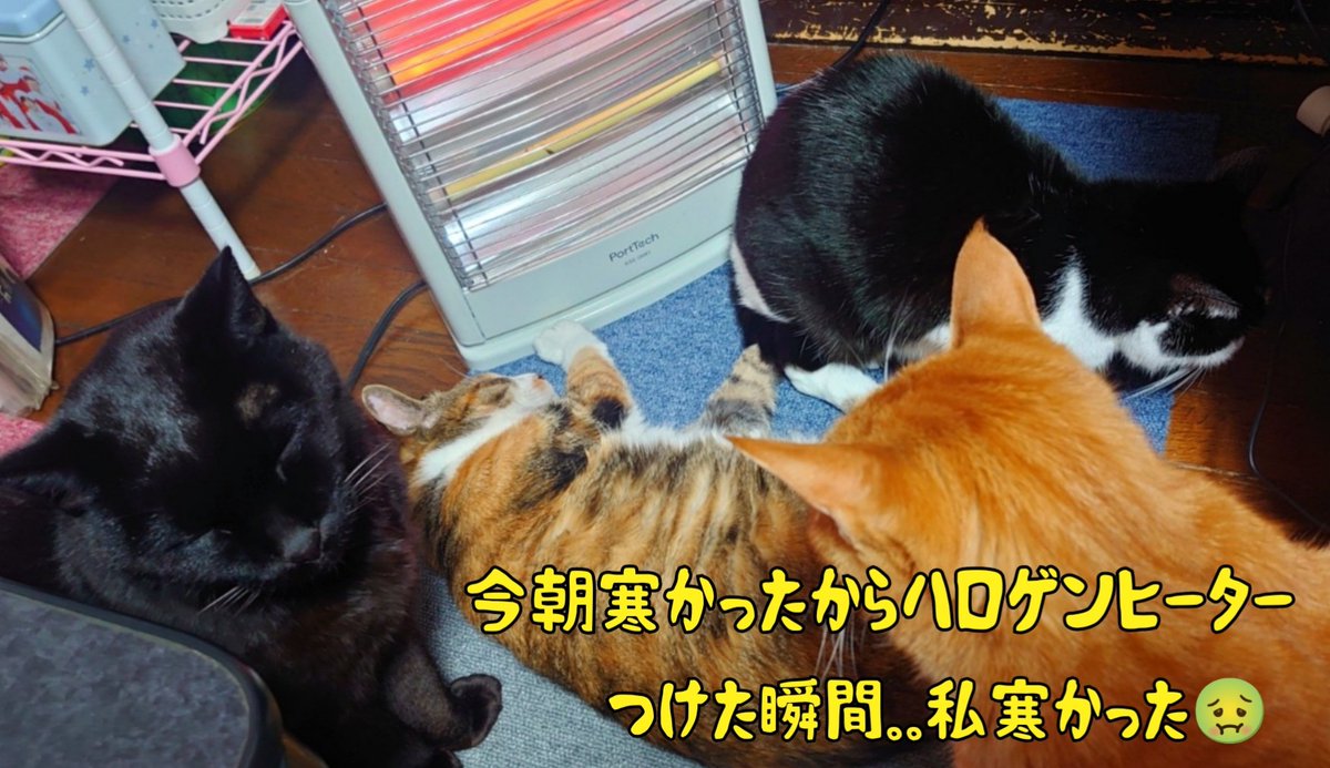 今夜は、海鮮丼組とトンテキ丼組☝️
妹は一番デカイしらすトンテキ丼🤭💕

今夜も、安くて旨い飯を目標に😋
美少年今頃オーラスライブ中か～🥺💦
昨日の今はライブ見てたなぁ🙄💓

今夜も素敵な夜を🌃✨🥰乾杯🍻🥃🍷
#料理好きな人と繋がりたい🍳#夕飯🍴
#猫好きさんと繋がりたい🐱#保護猫🐾