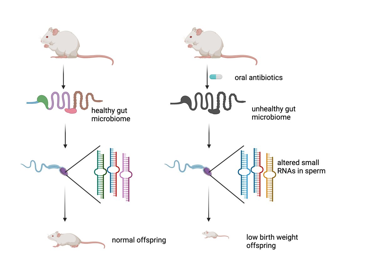 Male mice fed a cocktail of antibiotics that kill natural bacteria in the gut have altered epigenetic information in their sperm, which leads to adverse consequences for their offspring bioch.ox.ac.uk/research/sarki… bit.ly/202405-sarkies…