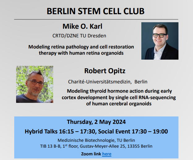 Join us today online or onsite for the Berlin Stem Cell Club 16:15h with Mike O. Karl and Robert Opitz.@mokarl @ChariteBerlin @berlinnovation @MDC_Berlin @mpi_ie @mpicbg @tudresden_de @CRTDpress @BIMSB_MDC #stemcells #organoids #stammzellen #retinaorganoid #cerebralorganoid