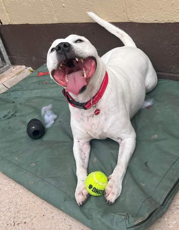 Good morning Staffy Lovers! If this photo of our new boy Bailey doesn't make you smile,I don't know what will 😁 He's been described as a super friendly boy who gives the greatest kisses 💋 & we all know staffy snogs are THE best! Currently settling before being assessed fully ❤️