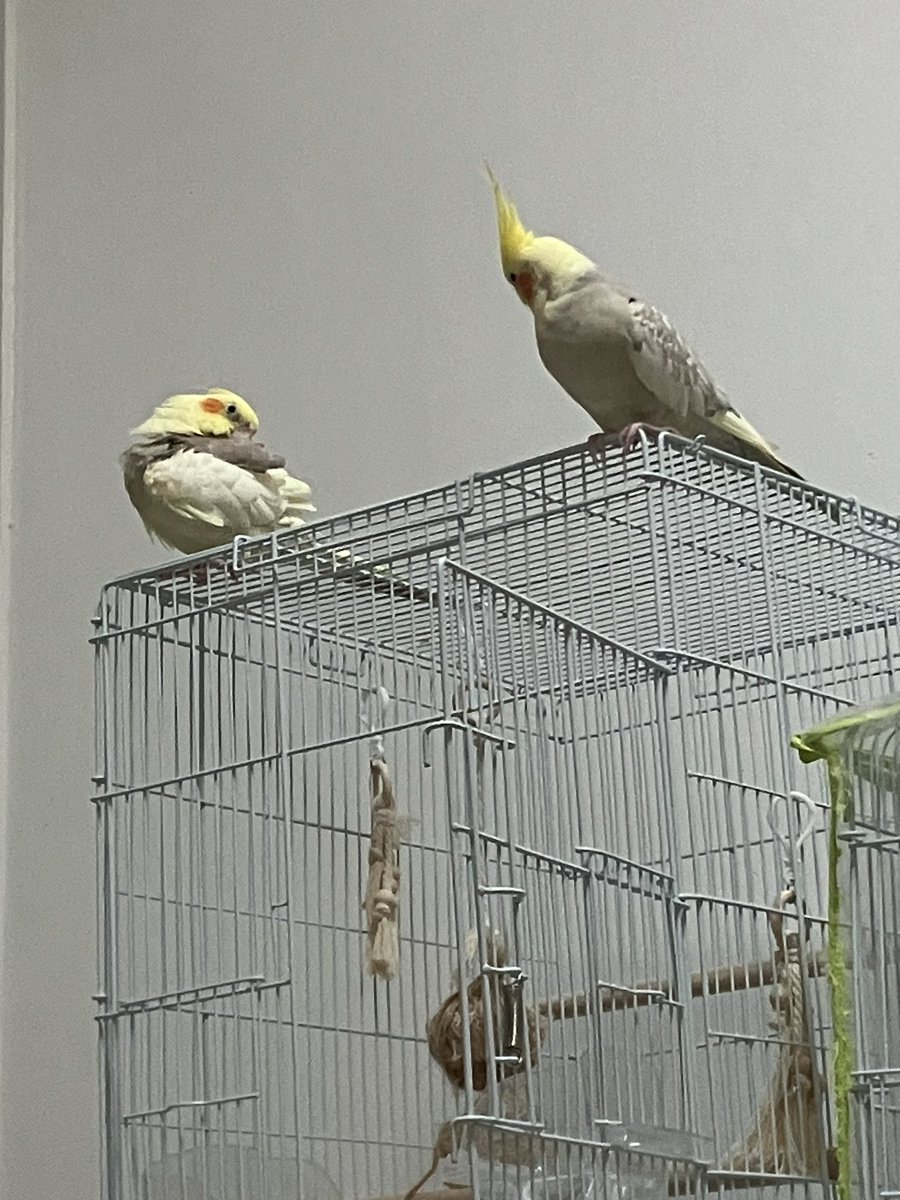 今日のオカメインコ

縮まらない2羽の距離

#オカメインコ
#cockatiel