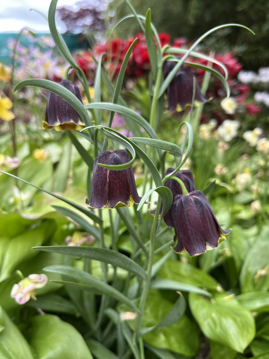 Fritillaria Pyrenaicum in the garden where it gently seeds around.