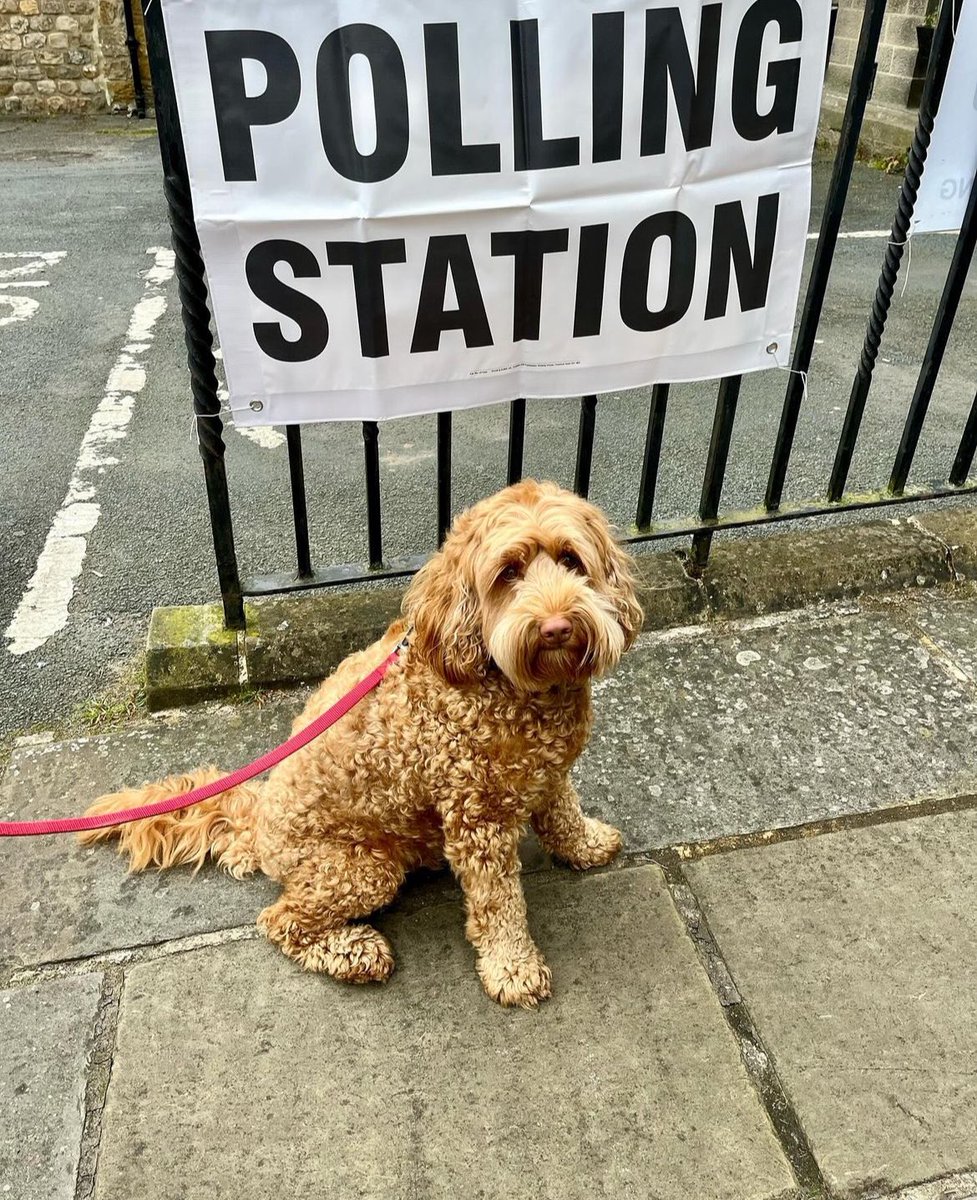 Rufus voting for the first time in Masham North Yorkshire #dogsatpollingstations