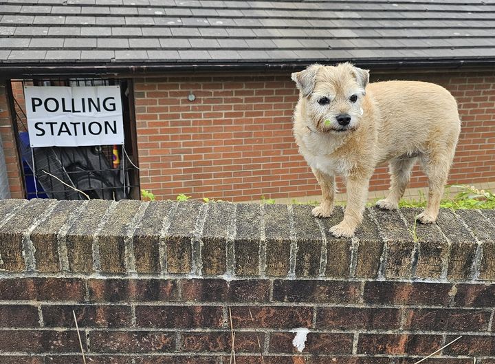 It's not an election without #dogsatpollingstations
Here's Moose in Sheffield