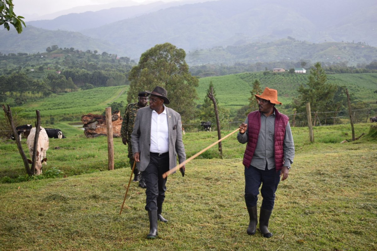 After attending the Labor Day celebrations in Fort Portal Tourism City, I visited Rubona Dairy Stock Farm under @NAGRC_DB which runs dairy, fish breeding programs plus animal feed production. Rubona is impressively breeding Ayrshire, Jersey and Friesian dairy cattle.