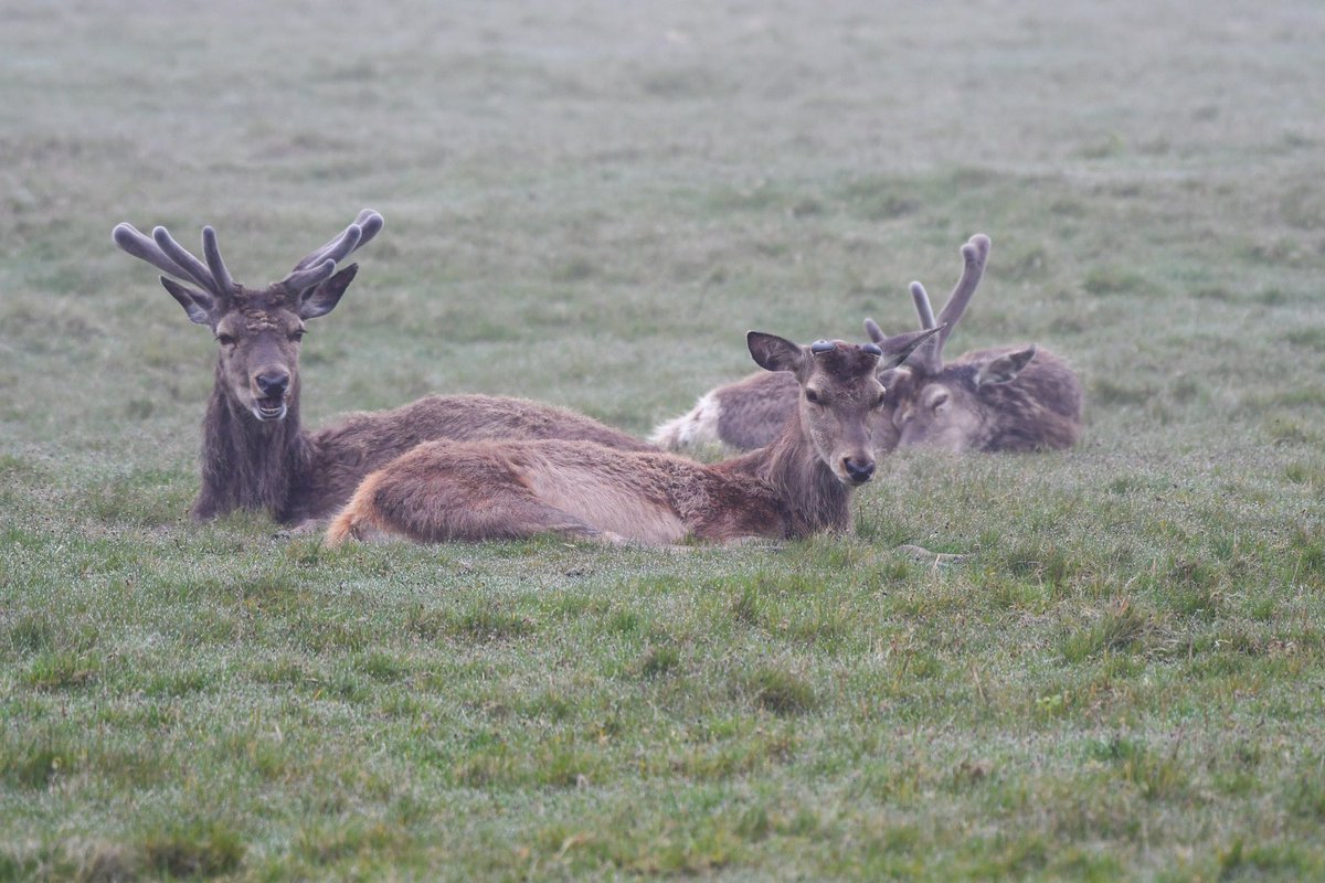 Yesterday’s misty start to the day added an extra magical feel to deer at @BradgatePark 

Someone was definitely in a deep sleep 🦌 💤 

@BritishDeerSoc  #deer #Deerpark