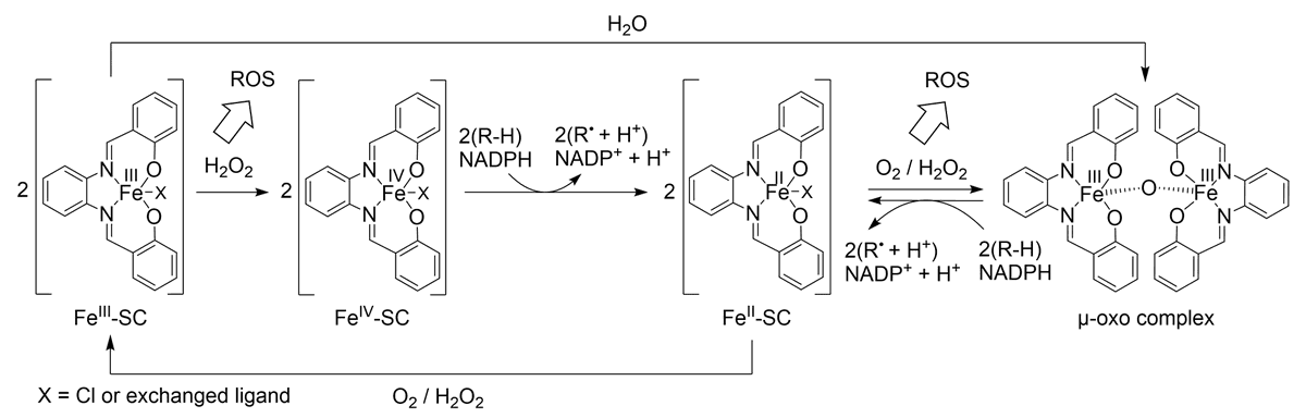 Delighted that our work on iron-salophene complexes is now available as a preprint. They catalyze one-electron transfer reactions, produce ROS, and deplete cells of redox cofactors to trigger lipid peroxidation and cell death, including ferroptosis.
papers.ssrn.com/sol3/papers.cf…