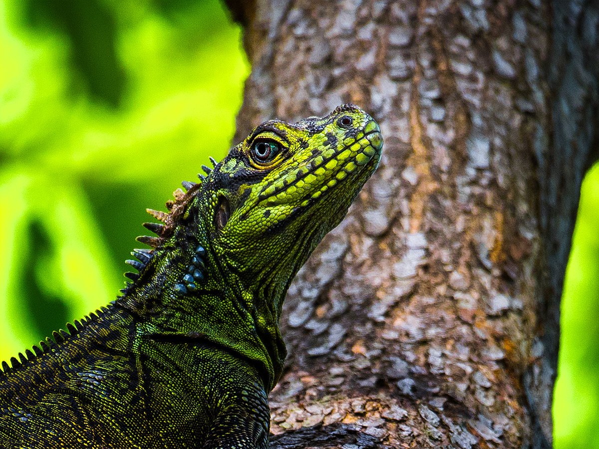 Stunning vividly coloured Philippine Sailfin #Lizards of #WestPapua and #Philippines need you to fight for them and use your wallet as a weapon in the supermarket #Boycottpalmoil #Boycott4Wildlife
palmoildetectives.com/2023/11/12/phi…
