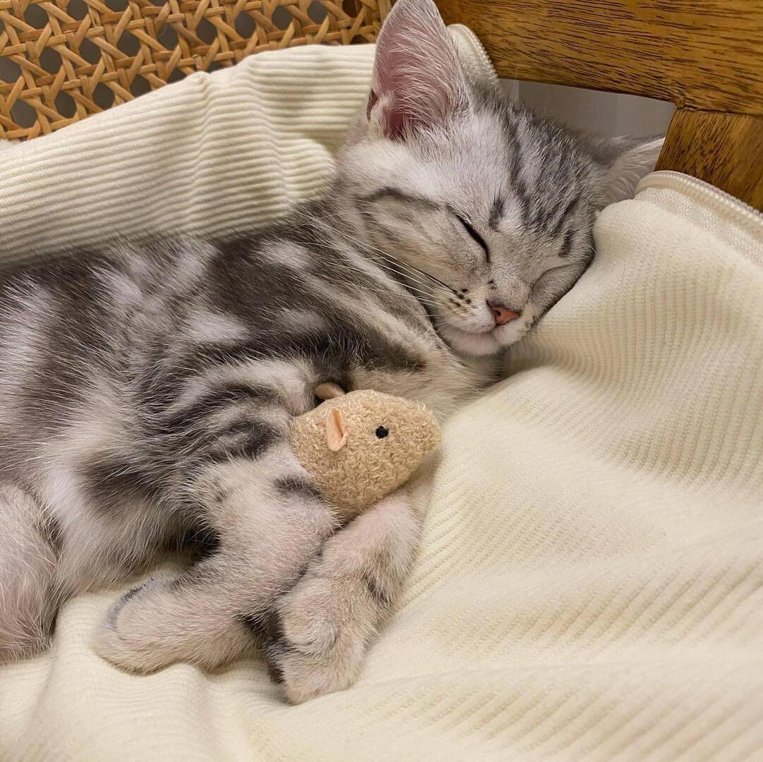 She can sleep peacefully as long as she has her favorite toy with her ❤ #CatsOfTwitter #Caturday #KittyTwitter  #cats #catsfunny #CatLife #CatLovers #Caturday #MeowMonday #KittenLove  ❤ FOLLOW FOR MORE ❤