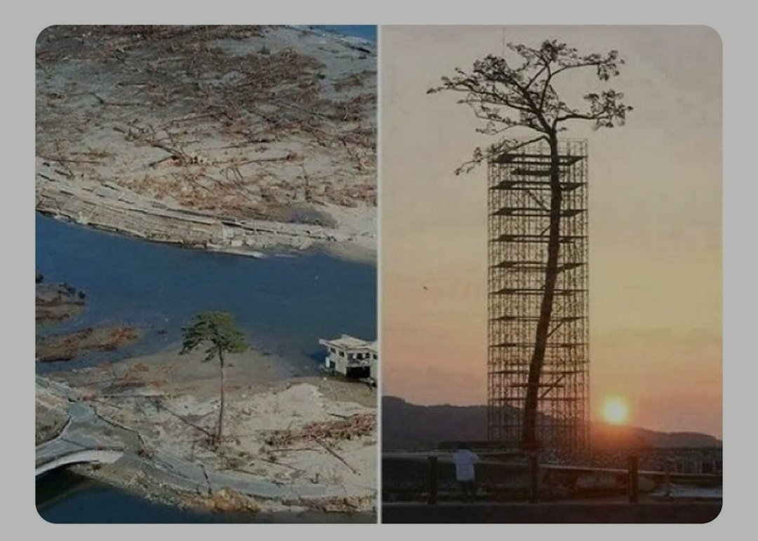 Orman Mühendisi (@_ormanmuhendisi) on Twitter photo Japonya'da 2011'de meydana gelen tsunamide ayakta kalan tek ağaç için alınan önlem.🌲 Japonya'da 2011'de meydana gelen tsunamide ayakta kalan tek ağaç için alınan önlem.🌲