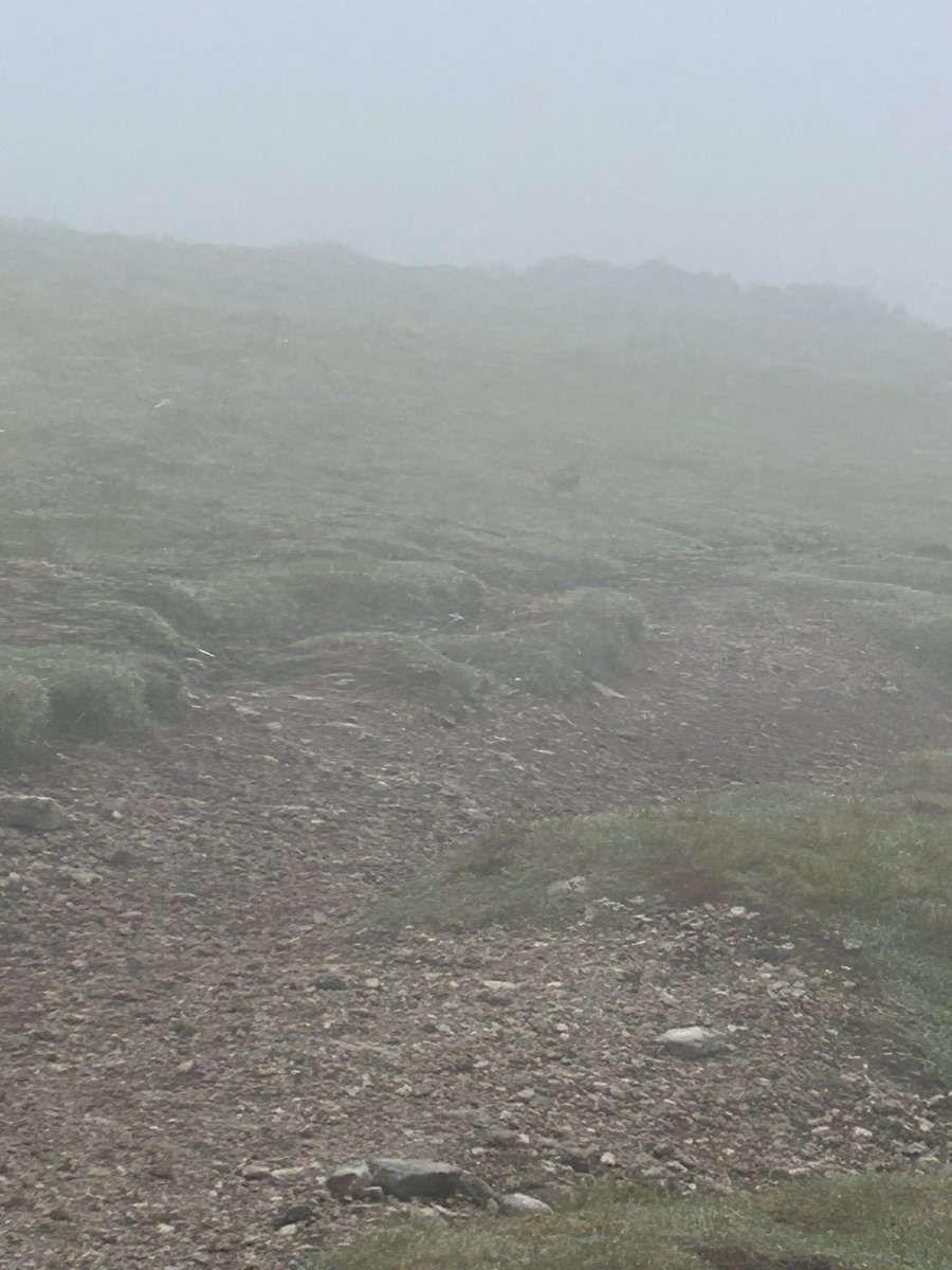 Annual Dotterel pilgrimage up the Pentlands this morning, single male still present from yesterday @birdinglothian @PatchBirding #PWC2024 (it is in that 2nd shot)
