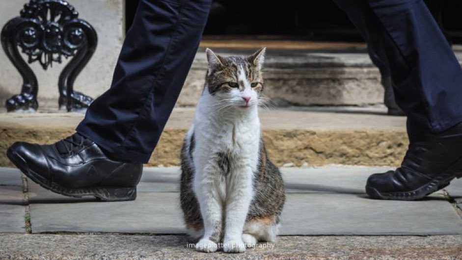 As my friends in Wales and England vote in the local elections today, this marvellous picture from <a href="/imageplotter/">Chris 🕷🐦</a> serves as an important reminder: politicians come and go - cats remain.