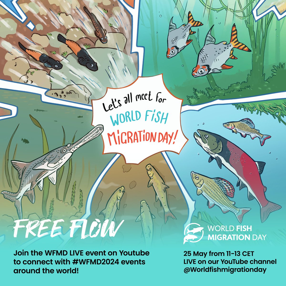 Celebrate #WFMD2024 with us on May 25, 2024!🎉 Join our LIVE YouTube event on May 25, 11-13h CET where we will be connecting with events worldwide 🗺️and showcasing the importance of free-flowing rivers and migratory fish🐟 ➡️Learn more at worldfishmigrationday.com/celebrate-worl… ©@SmalishGalad