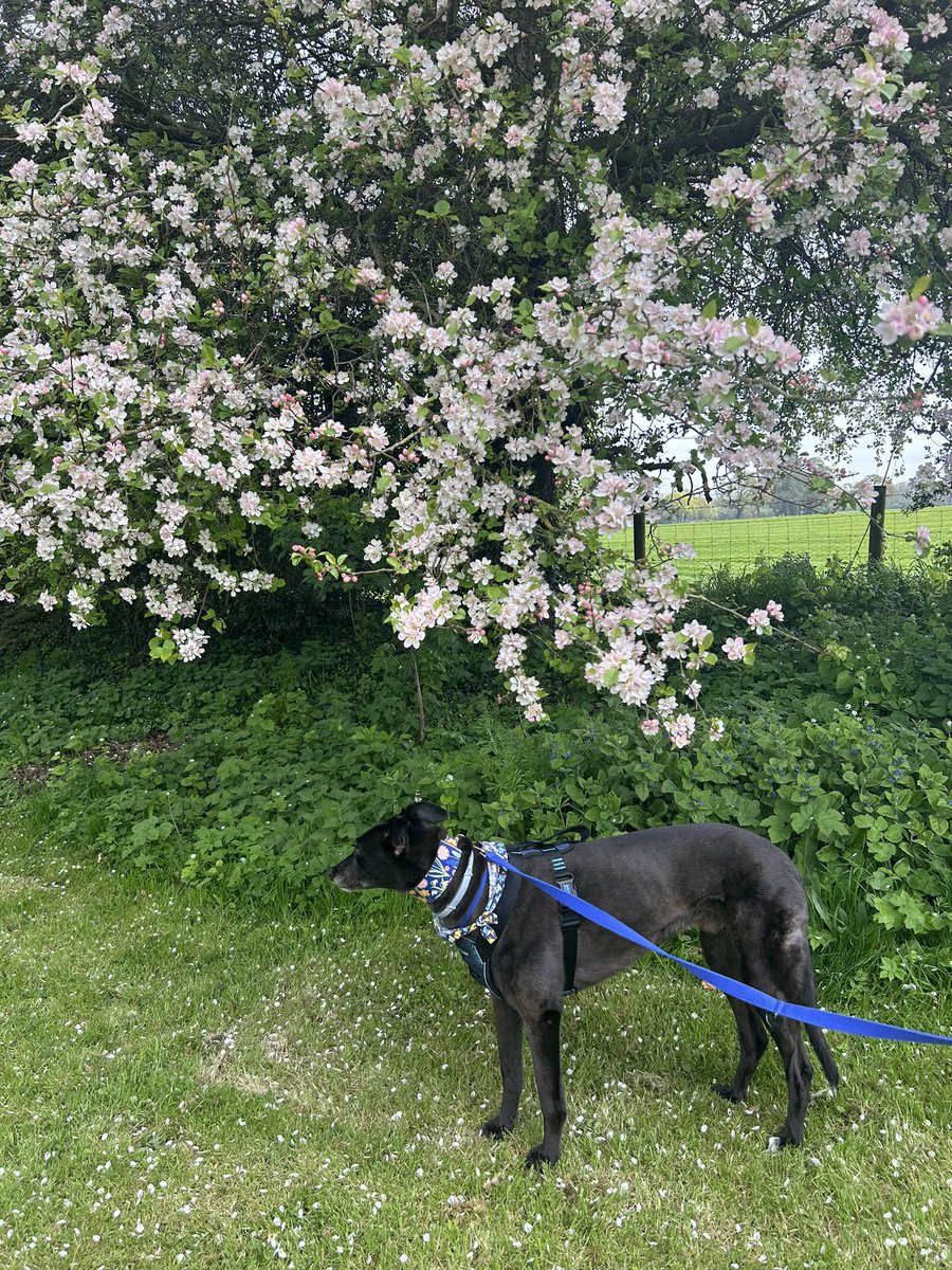Look I've found some blossom @CherryburnNT #BlossomWatch