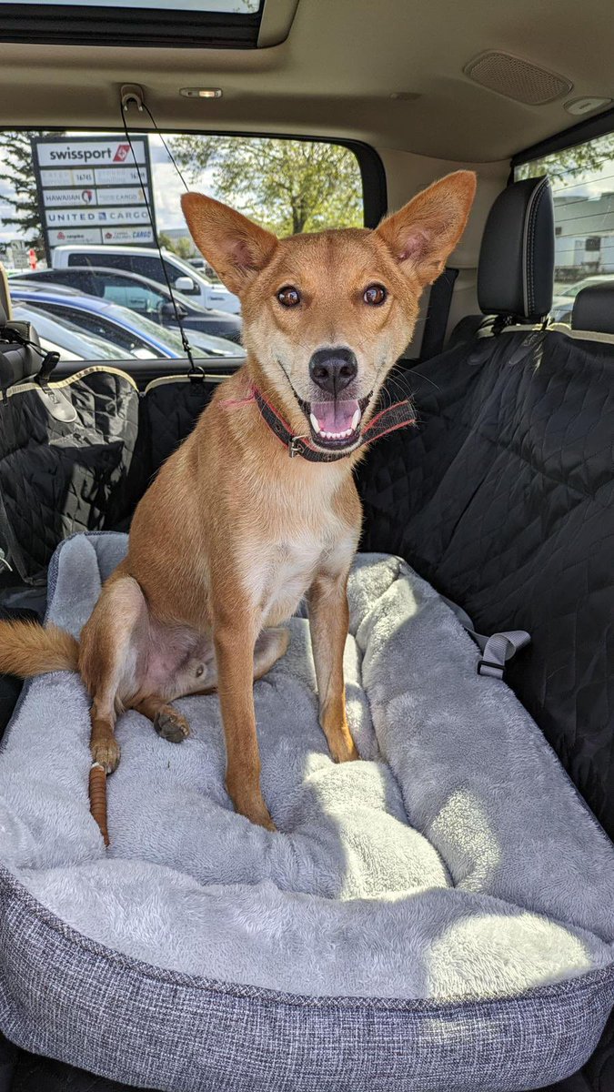 This is Mr Fox 🦊. He’s a street dog from Thailand but he just landed in America. He’s just completed… ✈️ 8000 mile trip from Bangkok to Seattle 🇯🇵 Layover in Japan 🚘 8 hour road trip Seattle to Montana. This is his story about the ultimate happy ending (1/7) 🧵