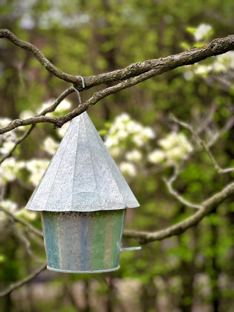 Morning!
#inmygarden #floweringdogwood #gardening  #gardenersworld  #Flowers #birdhouse