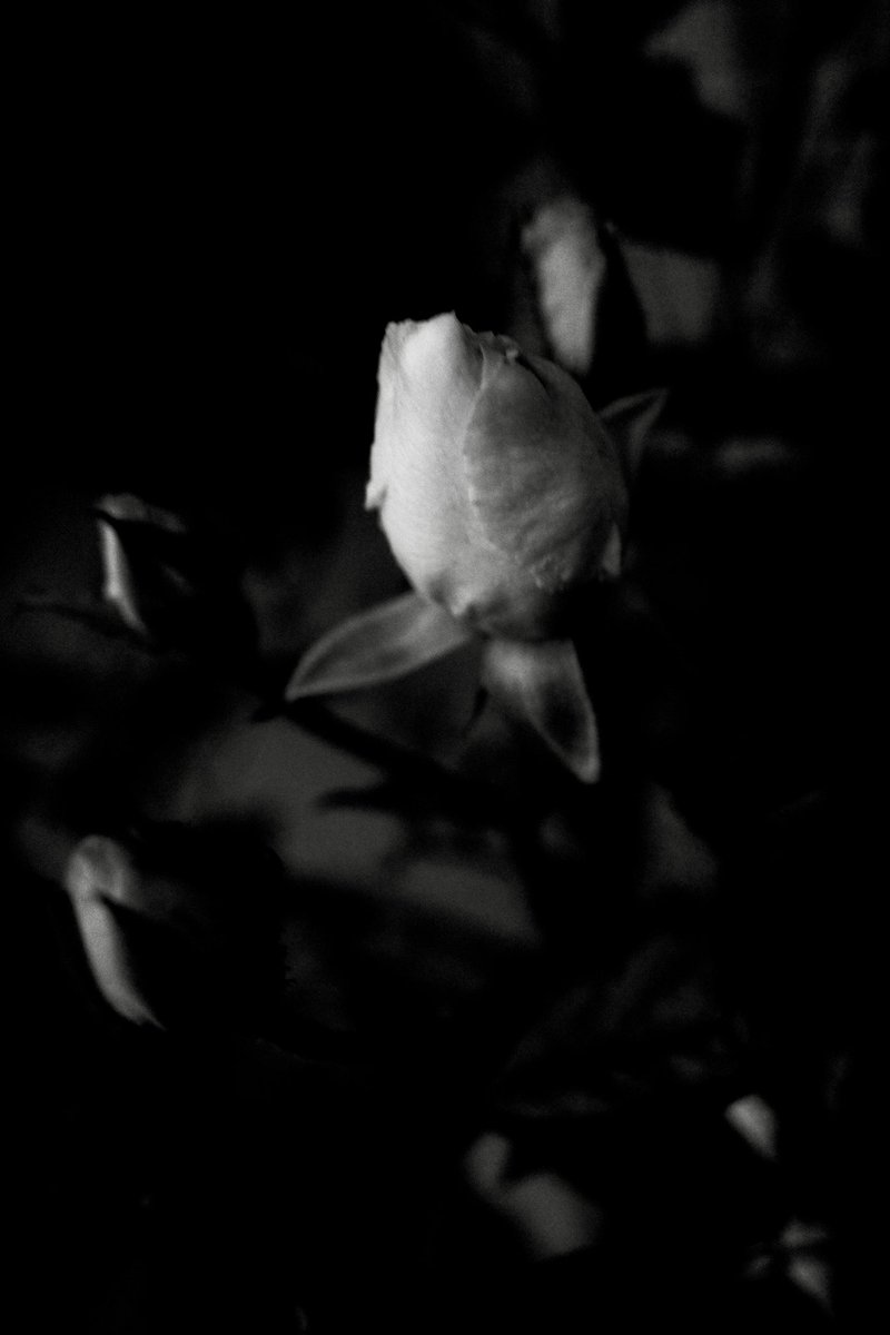 bud

#ricoh #ricohgr #gr3 #grsnaps #spring #garden #snap #rose #bud #flower #bnw #monochrome #blackandwhite #monochromephotography #blackandwhitephotography #春 #花 #バラ #蕾 #モノクロ #毎スナ