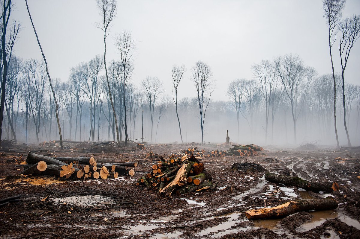 #BECCS continues to justify even more #bioenergy subsidies on #forest biomass burning, despite shortcomings having been highlighted in studies by @Fern_NGO and @cinea_eu : fern.org/fileadmin/uplo… and EASAC: easac.eu/publications/d…