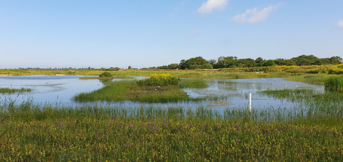 KentishPlover tweet picture