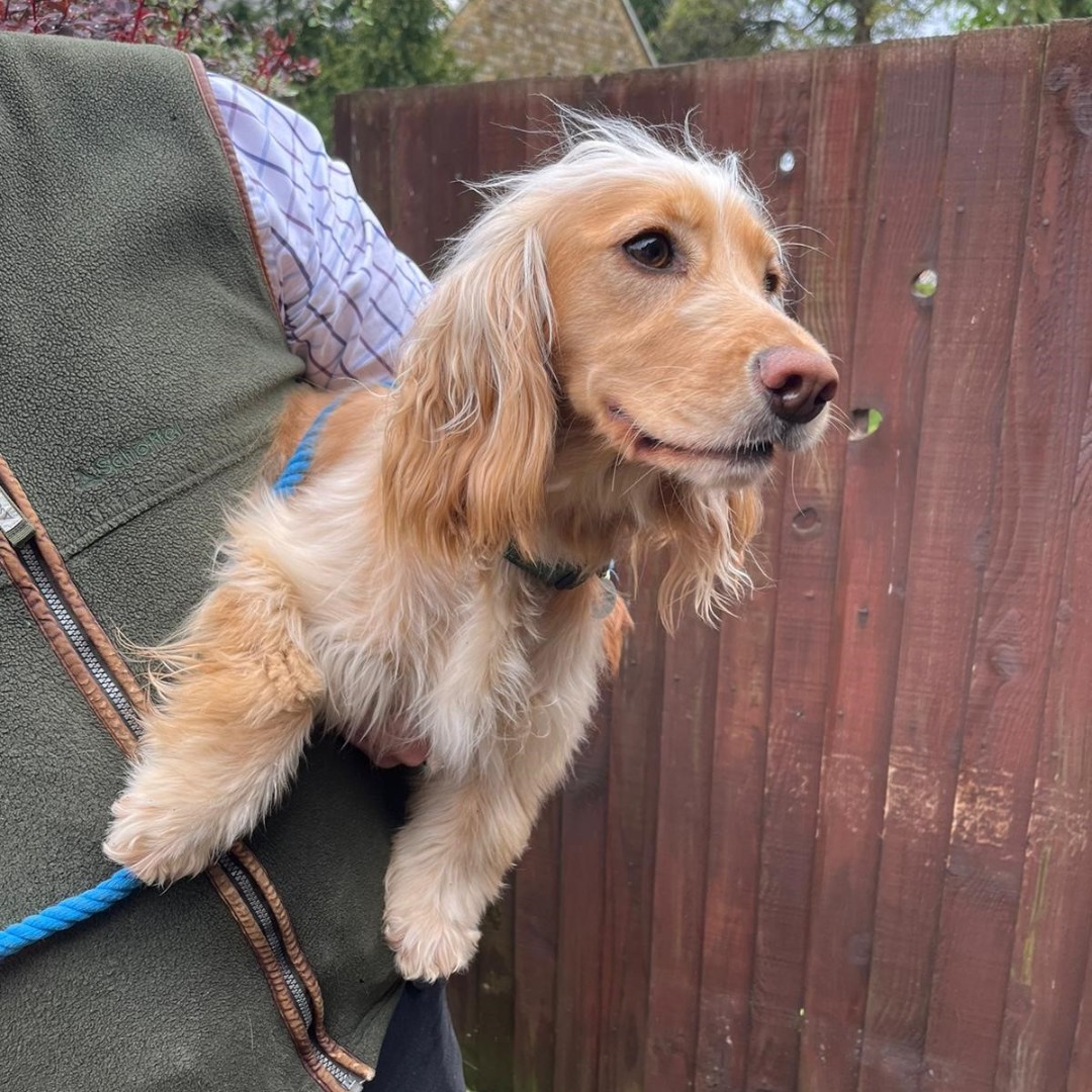 Nutty looking gorgeous outside her local polling station.
#dogsatpollingstations