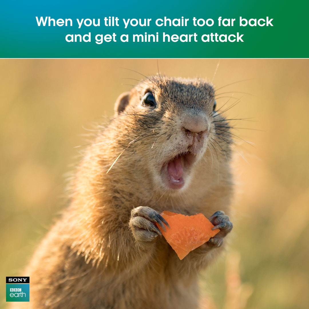 We all know that heart-stopping feeling all too well!​

#SonyBBCEarth #FeelAlive #Nature #Wildlife #Meme #AnimalMemes #Meme