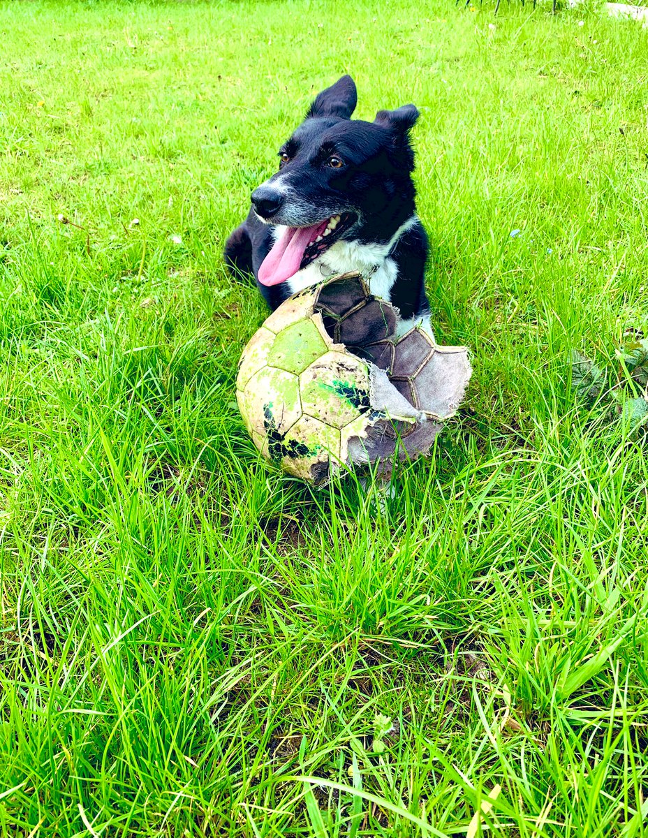 Relaxing after a morning hard at it at the political coal face. Don’t forget your ID 🌹#collie #VoteLabour