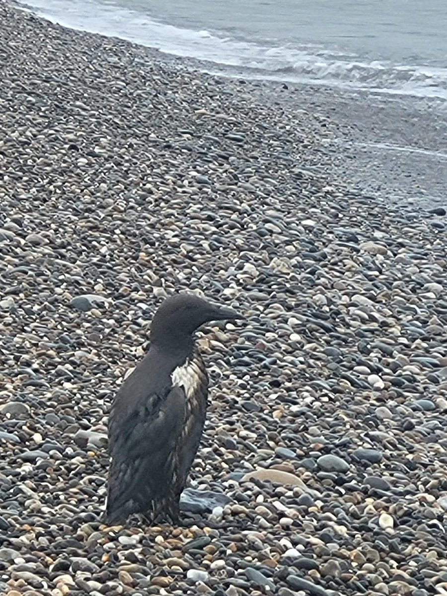 (AL) 🧵(1/4) Oiled seabirds, including Guillemots, are being reported along the #Wicklow and #Wexford coastline. The source of this oil has yet to be established but we understand that the @IrishCoastGuard is investigating this at present.