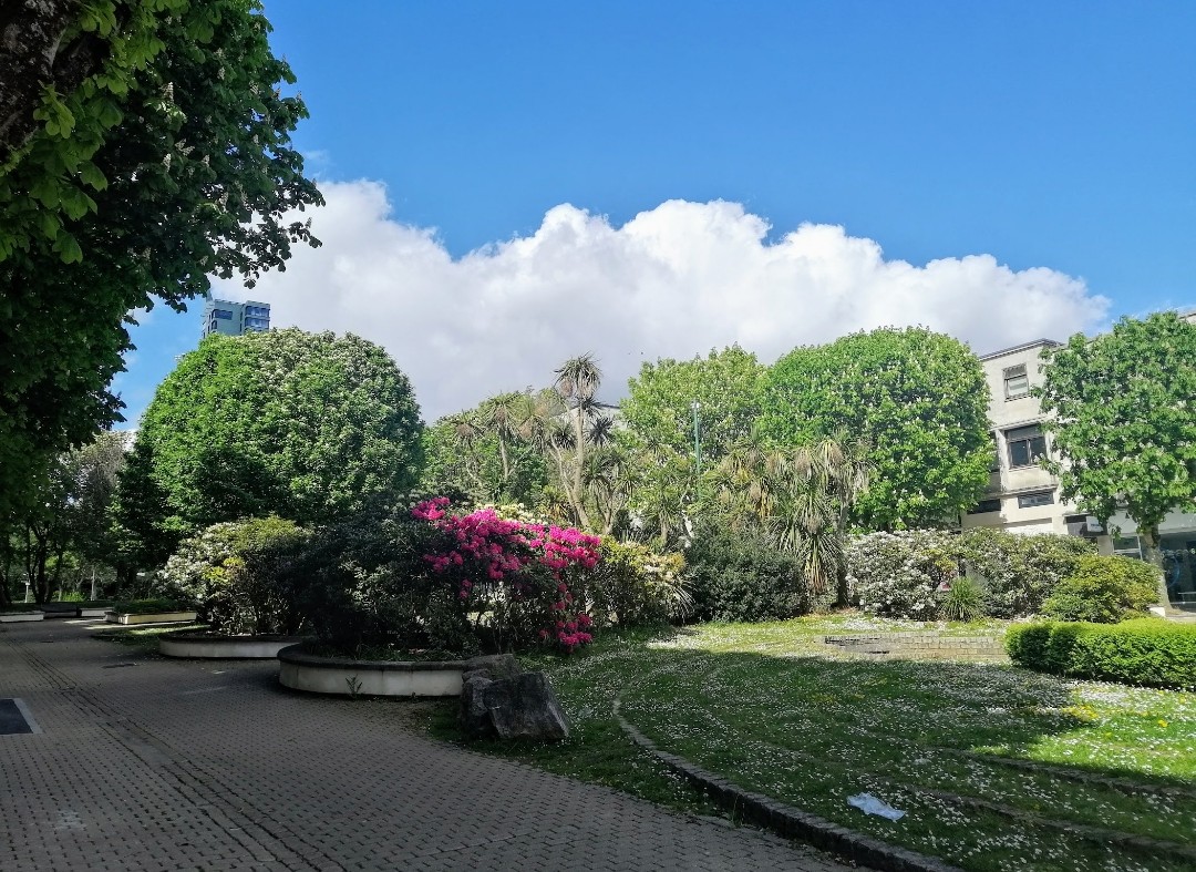 2 May 2020 when the streets were deserted but our city was blooming beautiful #ThursdayThrowback #ThrowbackThursday #lockdown2020 #trees #Plymouth #LovePlymouth #memories 💚