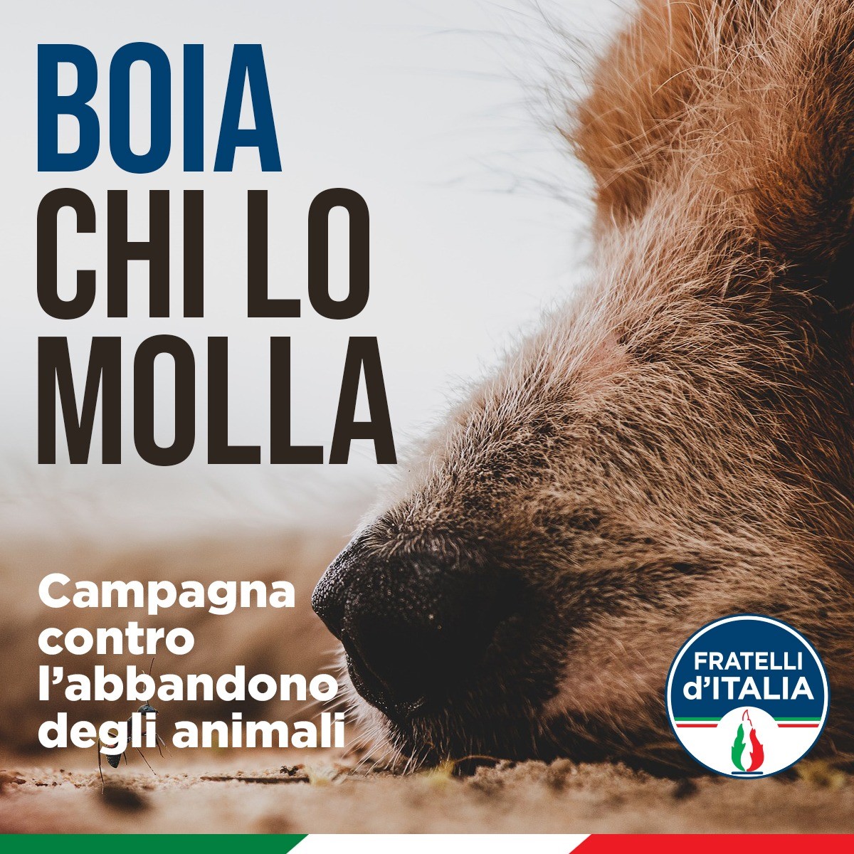 Ho appena trovato in rete questo manifesto di FdI contro l'abbandono degli animali e niente, non riesco a smettere di ridere.