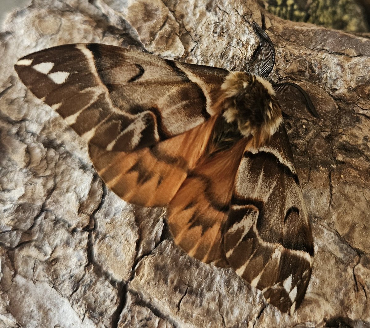 Steve Broyd tweet media