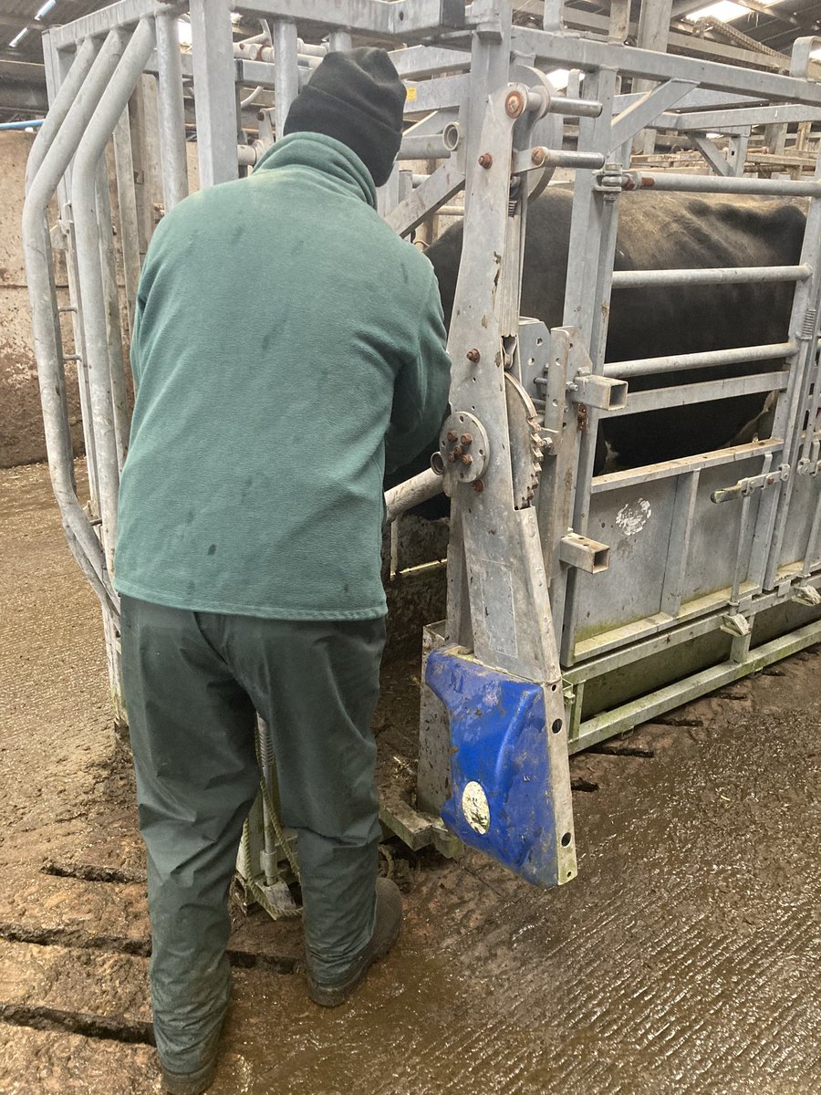 The last reactor,number 53 of what has truly been a terrible day for us. Questions remain around testing regimes when just 60 days ago we completed a skin test AND gamma blood tests which showed nowhere near this level of infection within the herd. Shocked,upset and lost!