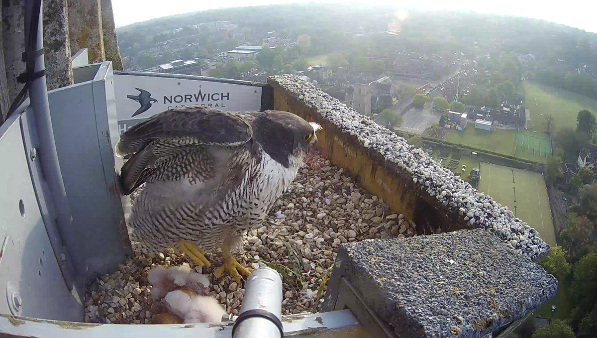 Egg-citing news from the Cathedral spire! Two peregrine falcon chicks hatched last night (1 May) at about 6pm and 8pm. Thank you to our friends @Hawkandowluk for the picture of the new arrivals! cathedral.org.uk/news/peregrine…