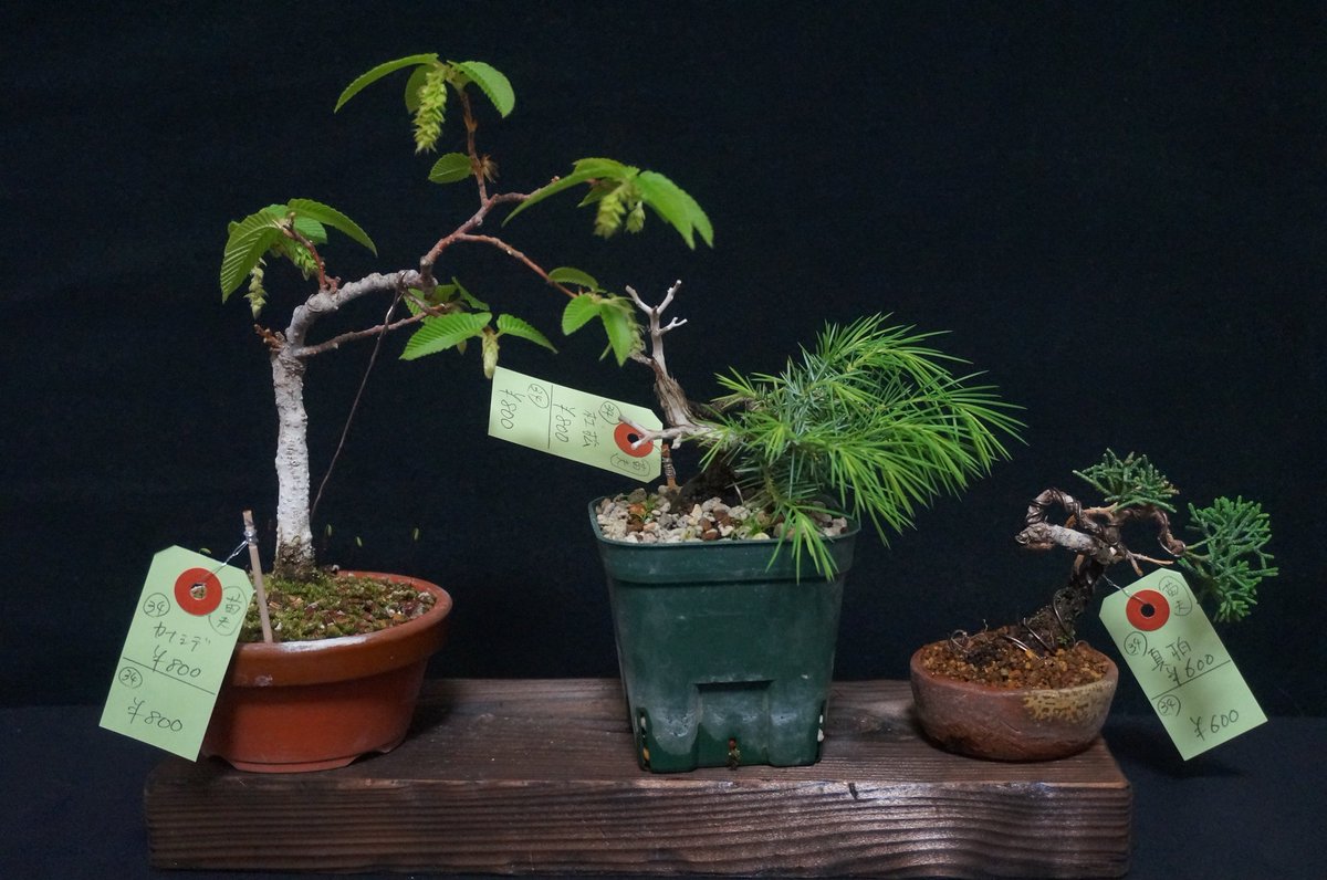 bonsai_seedling tweet picture