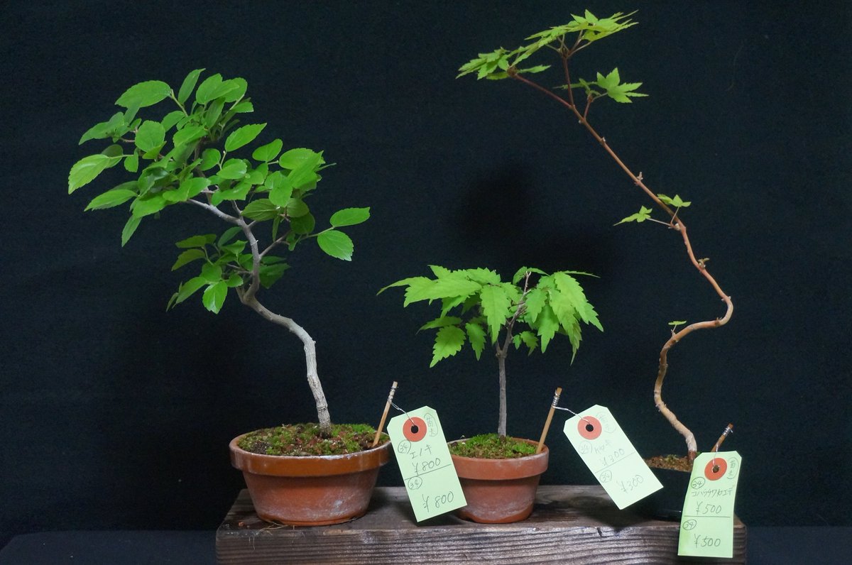 bonsai_seedling tweet picture