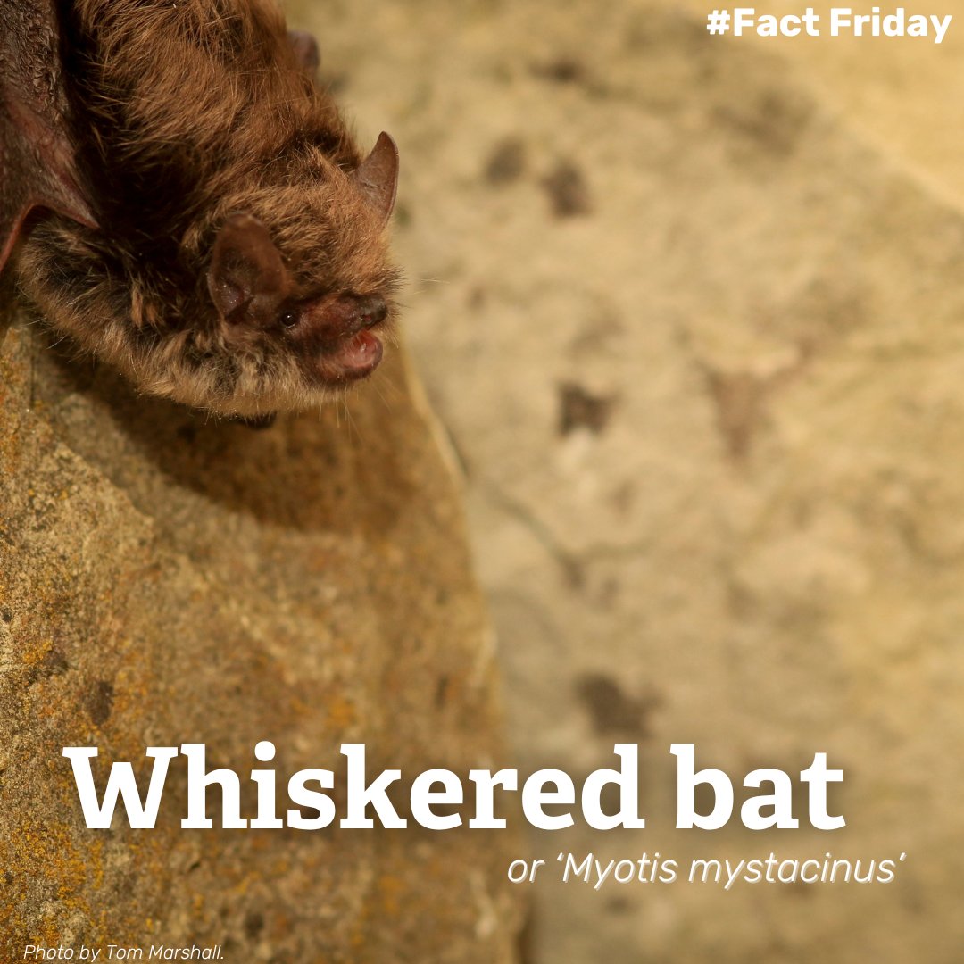 Did you know? The whiskered bat is small, with shaggy, golden-tipped, dark grey or brown fur, and a grey belly. Its flight is fast and fluttering. It is very similar to the Brandt's bat; in fact, these two species were only separated in 1970. #FactFriday