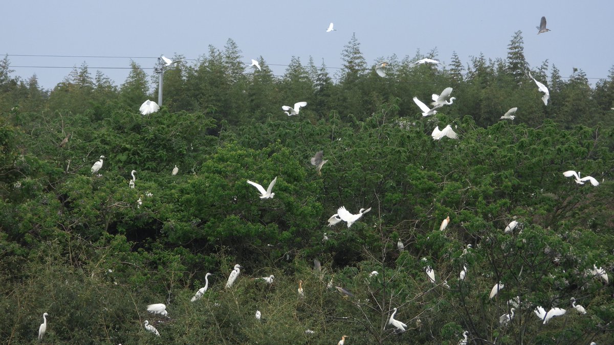 More than 2,000 cute baby herons hatched out of their shells in Nanchang Xiangshan Forest Park.
南昌象山森林公园2000多只萌萌哒的鹭鸟宝宝破壳而出。
#nature #bird #animalprotection