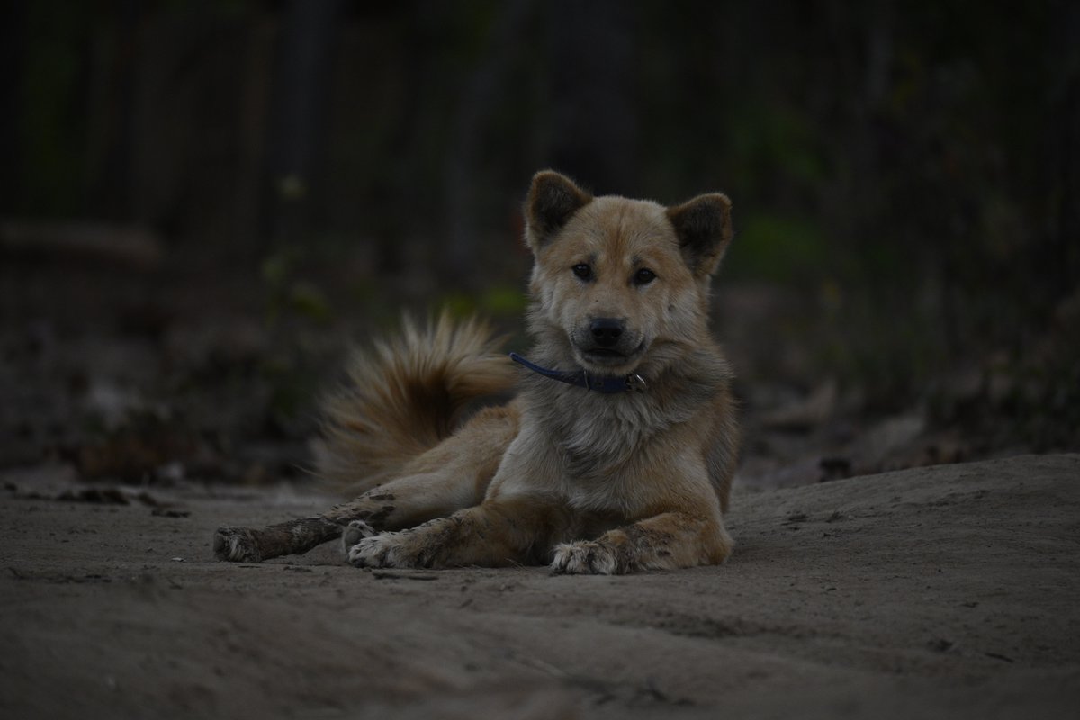 'Lonely Dog'

Name: တရုတ်ရုတ် 
Camera: Nikon Z50
Lens: 16-50mm Lens

#NikonZ50 #Nikon #Dog