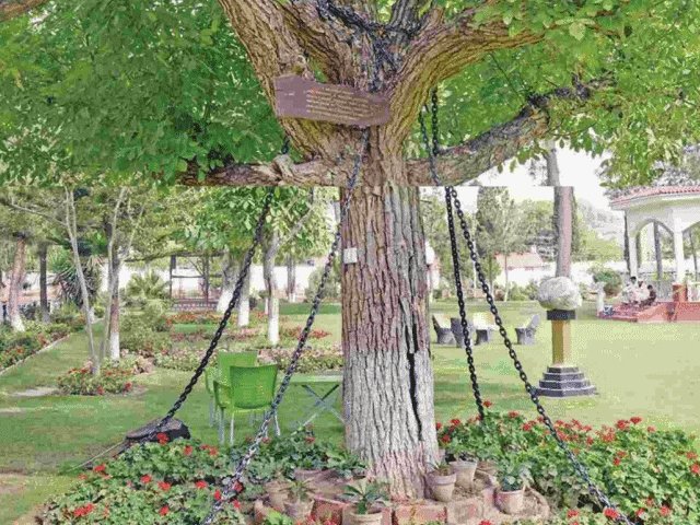 کہانی کے اندر کہانی 126 سال پہلے لنڈی کوتل چھاؤنی میں 1898 میں برطانوی فوجی افسر جیمس اسکوئڈ کو نشے میں لگا کہ ایک درخت اسکی طرف آ رہا ہے اس نے ایک سپاہی کو اسکی گرفتاری کا حکم دیا جس نے ڈسپلن کی روایات کا پاس رکھتے ہوئے بغیر سوچے سمجھے درخت کو زنجیروں میں جکڑ دیا۔ تب سے وہ درخت…